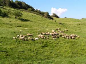 Pecore sui prati di Motette