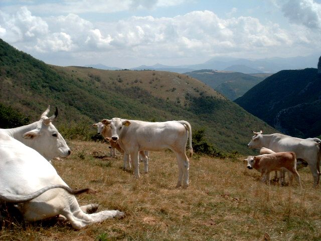    AZIENDA AGRARIA    F.LLI VERGARI  
i nostri vitelli al pascolo sui Prati di Motette