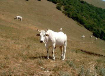 Chianina sui prati di Motette